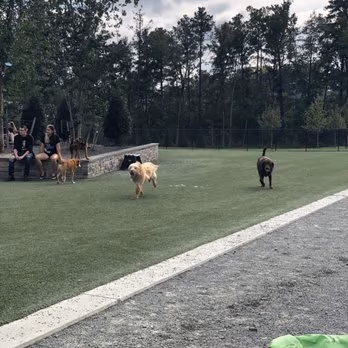Short Pump Dog Park photo 1